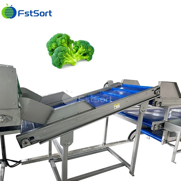 Broccoli Washing Grading Machinery suppliers