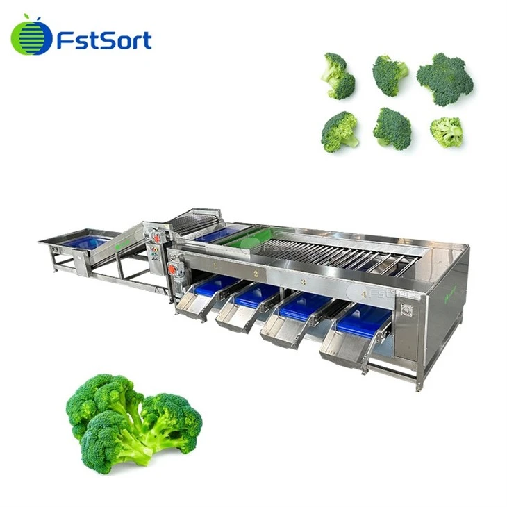 Broccoli Washing Grading Machinery factory