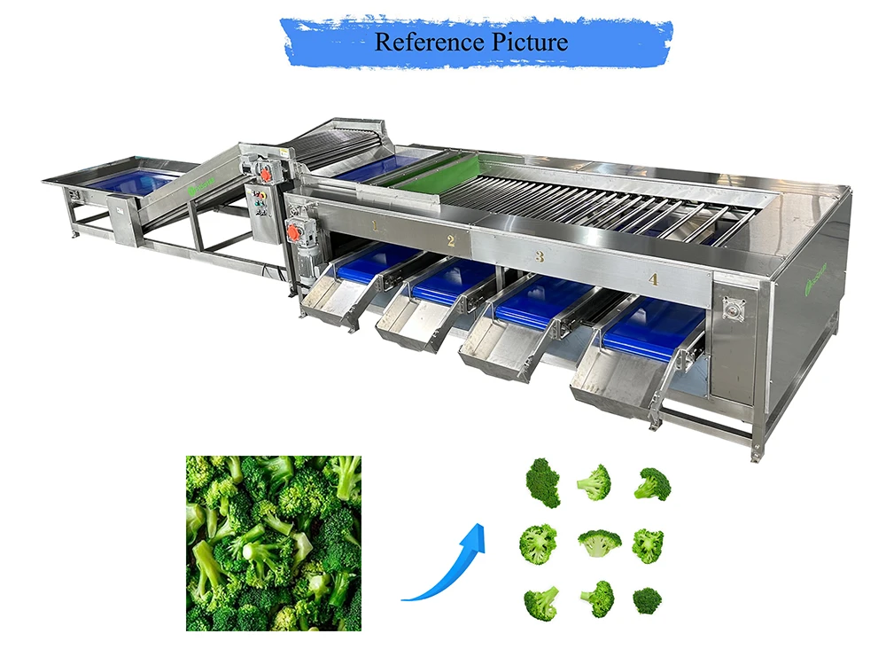 broccoli grading broccoli grading